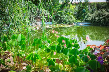 Water lilies lake garden clipart