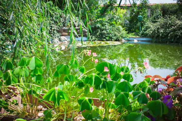 Water lilies lake garden — Stock Photo, Image