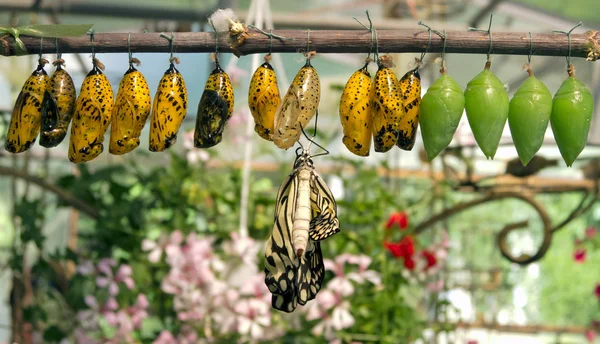 Cocoons and butterfy — Stock Photo, Image