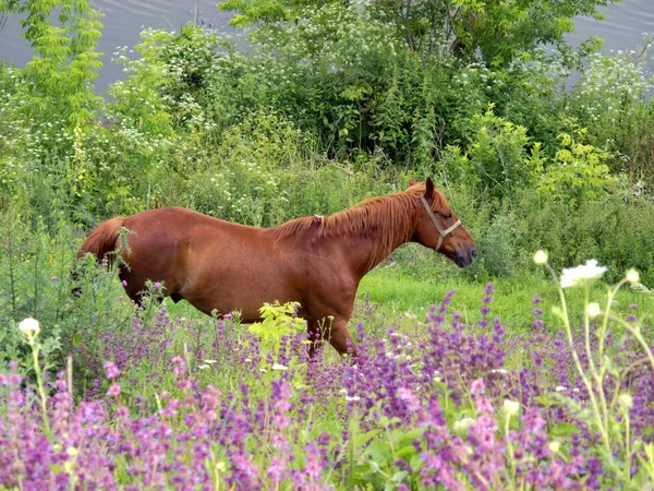 stock image Horse in field