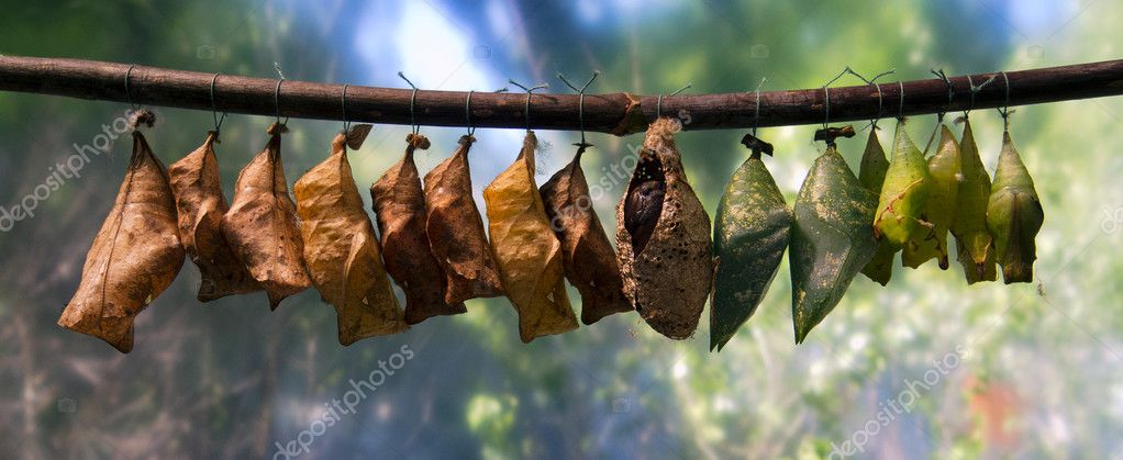 Different cocoons | Cocoons of butterflies — Stock Photo © Toluk #6558436