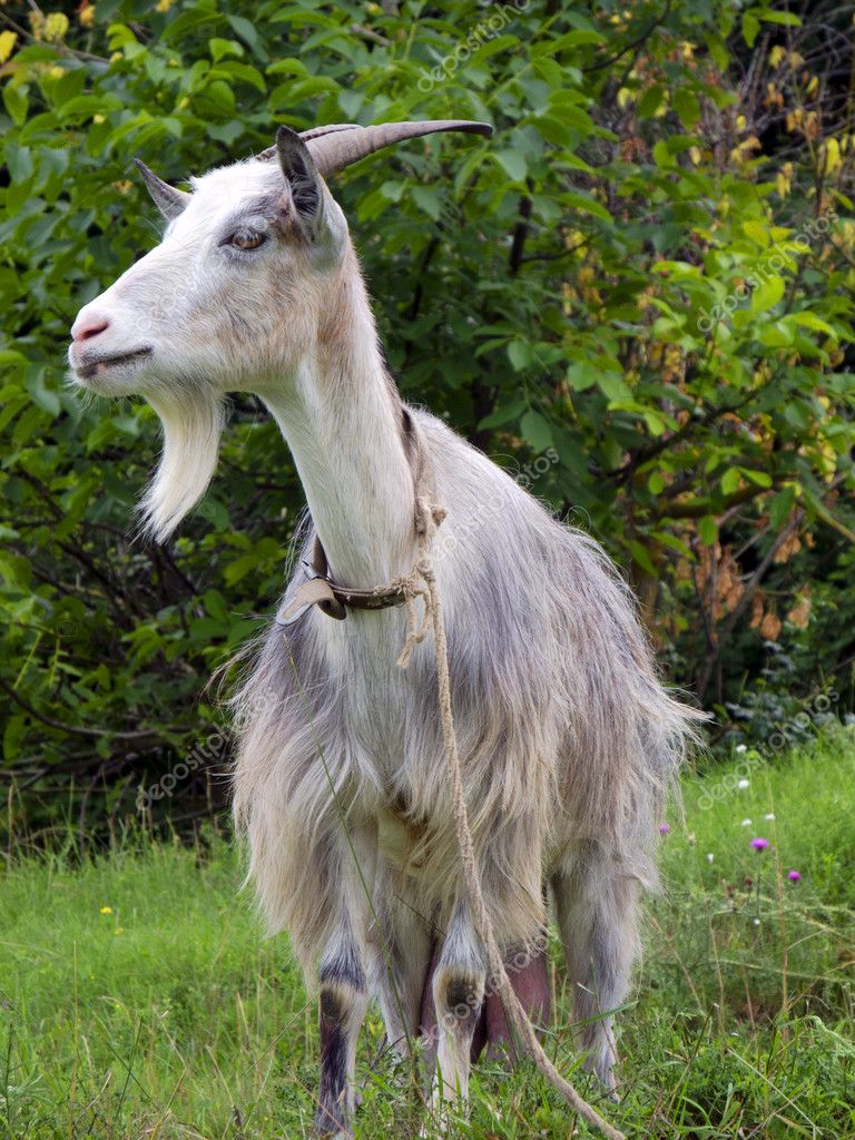 Goat with beard — Stock Photo © Toluk #6559039