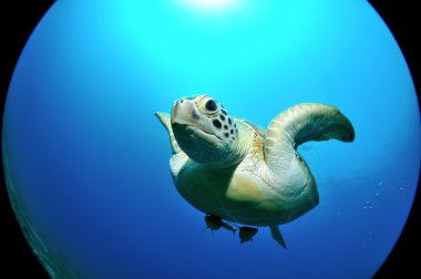 deniz kaplumbağası uçan
