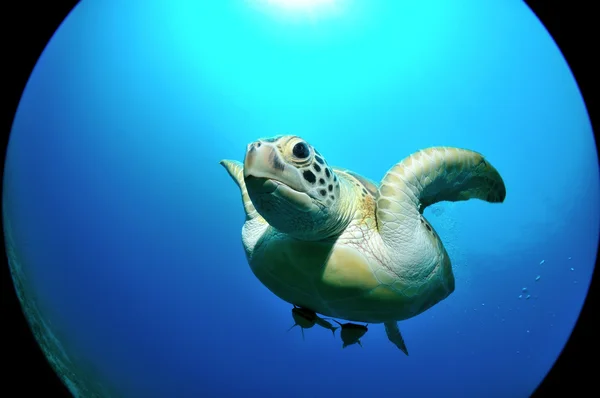 Vliegende zeeschildpad — Stockfoto