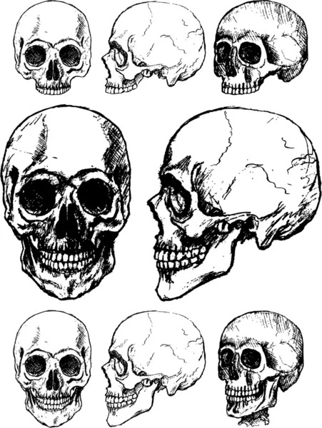 Ilustración del cráneo — Vector de stock
