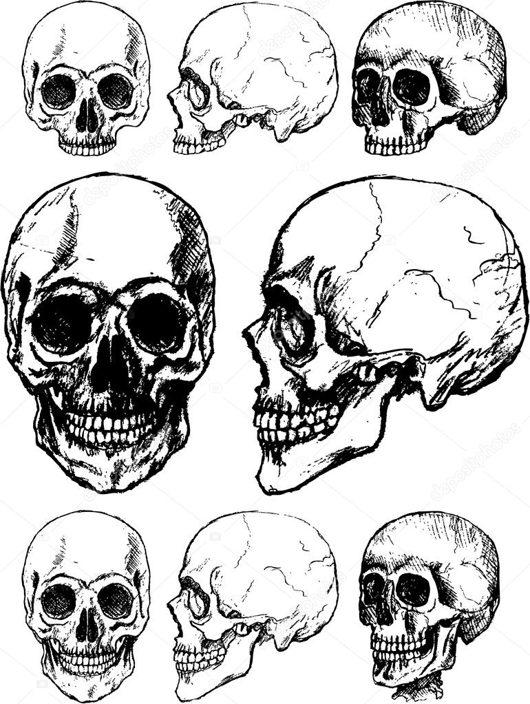 Skull illustration