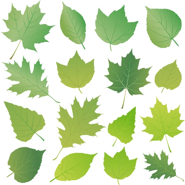 Conjunto de folhas verdes — Vetor de Stock