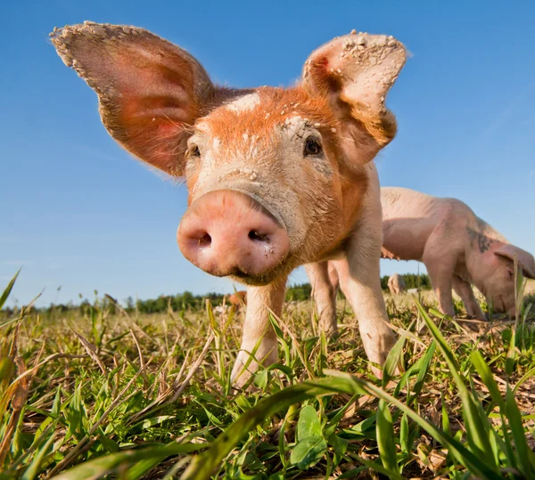 젊은 돼지 — 스톡 사진