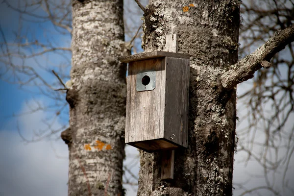 Ящик для гнезда на дереве — стоковое фото