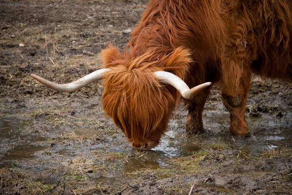 Lang gehoornde koe — Stockfoto