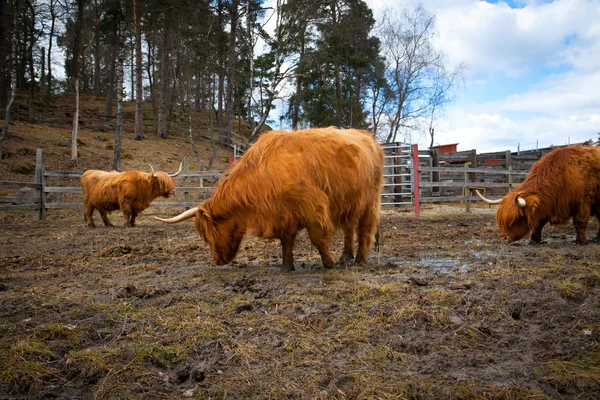 Vacas de chifres longos — Fotografia de Stock