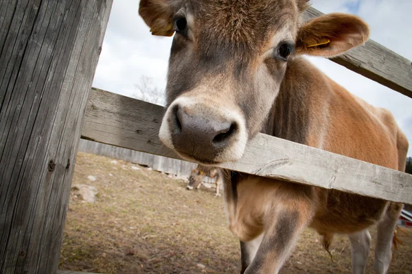 Молодой теленок стоит за деревянным забором — стоковое фото