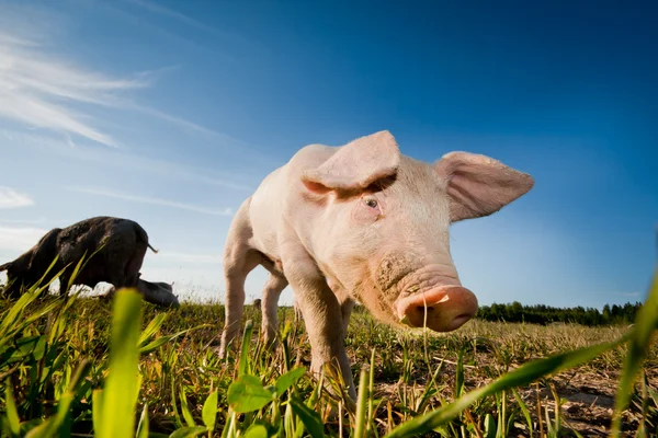 Porco jovem que anda em um campo — Fotografia de Stock