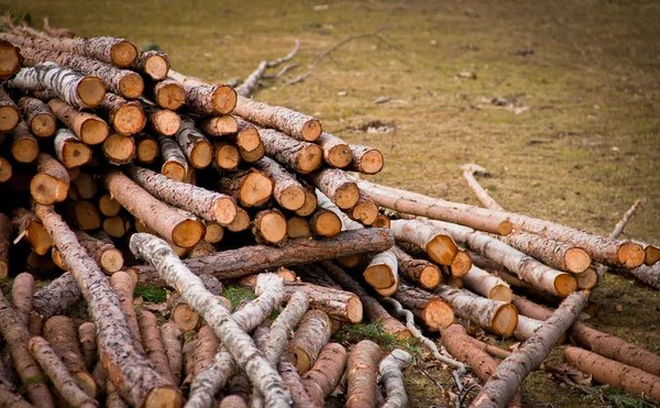 Logs lying on a field in Sweden — Stock Photo, Image