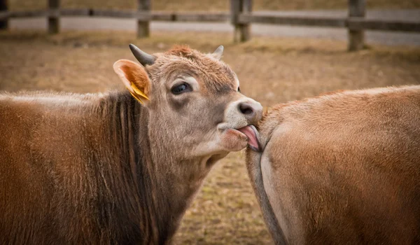 Young calf cleaning his brother — Stock Photo, Image