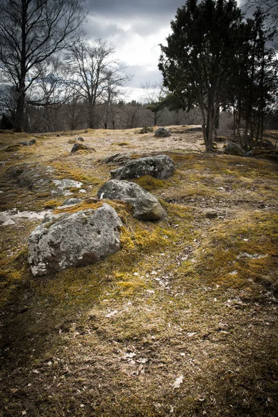 Камни и деревья на поле в Швеции — стоковое фото