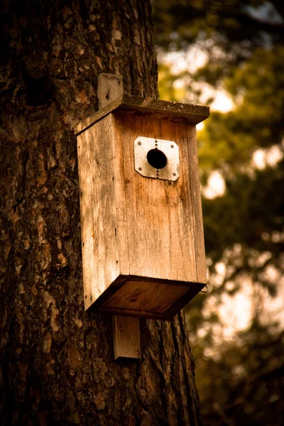 Ящик для гнезда на дереве — стоковое фото
