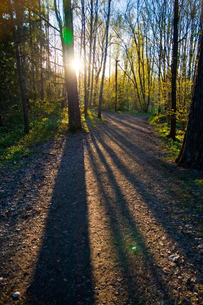Beautiful shadows from trees in the woods — Stock Photo, Image