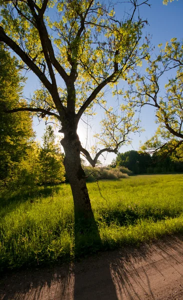 Shadow from a tree standing on a field — Stock Photo, Image