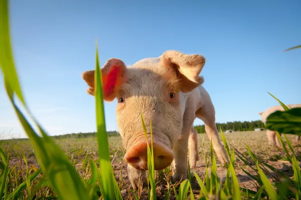 Jovem porco tímido atrás de uma palha de grama — Fotografia de Stock