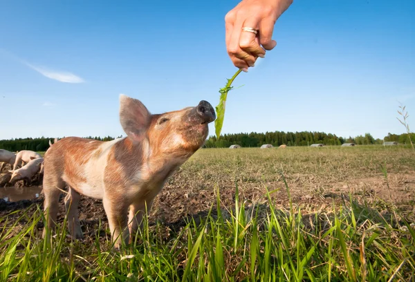 Mänsklig hand utfodring en ung gris — Stockfoto