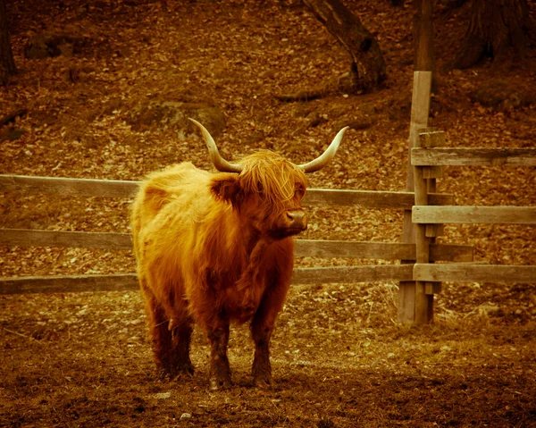 Lang gehoornde koe staan op een veld — Stockfoto