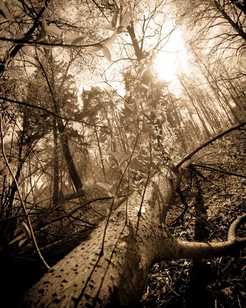 Árvore caída com uma bela luz no fundo — Fotografia de Stock
