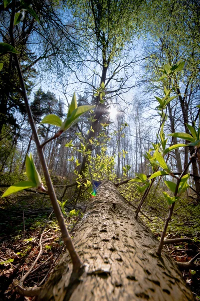Árbol caído en el bosque —  Fotos de Stock