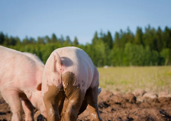 Achterzijde van een jonge vuile varken — Stockfoto
