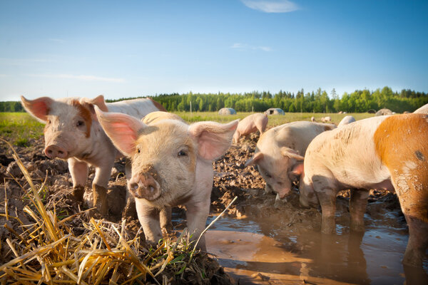 Много милых свиней на свиноферме
