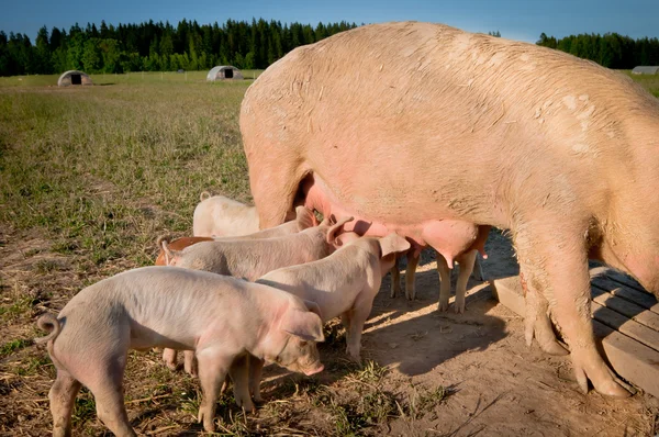 Algunos cerdos jóvenes lindos alimentándose de mamá — Foto de Stock
