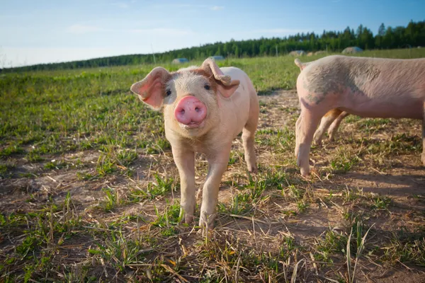 Молодая свинья стоит на поле — стоковое фото