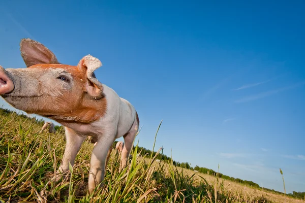 Одна маленькая свинья одинока на поле — стоковое фото