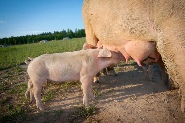 Porcos pequenos que se alimentam de mãe — Fotografia de Stock