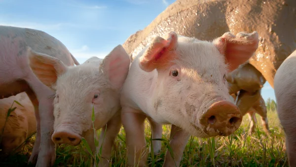 Dois pequenos porcos à sombra — Fotografia de Stock