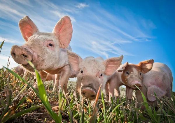 Tre små grisar stående på en pigfarm — Stockfoto