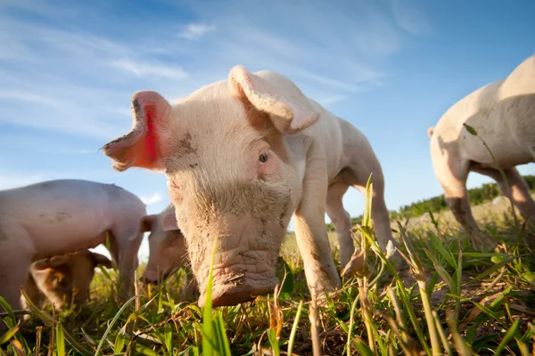 Застенчивая свинья — стоковое фото