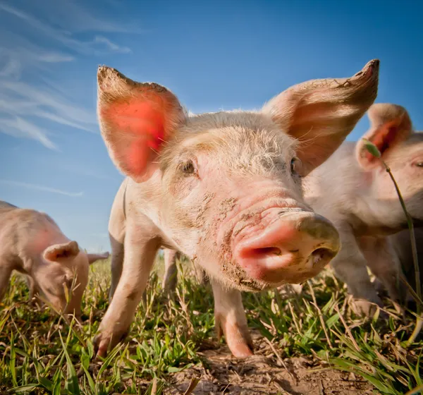 귀여운 돼지 — 스톡 사진