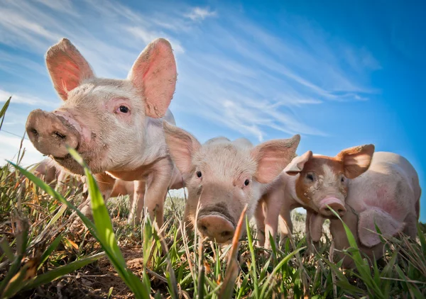 Три дрібні свині, що стоять на свинофермі Стокове Зображення