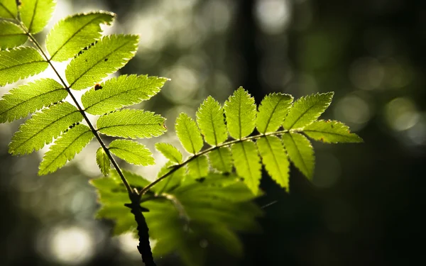 Stock image Fresh nature