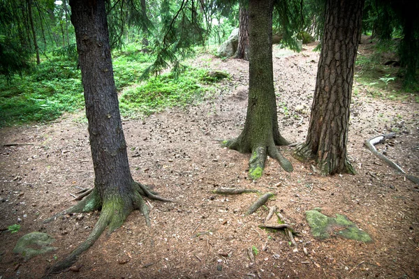 在树林的根 — 图库照片