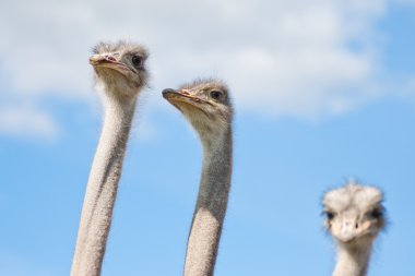 Ostriches clipart