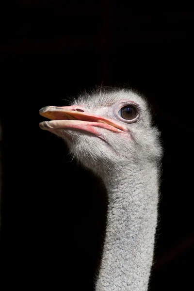 Isolated ostrich — Stock Photo, Image