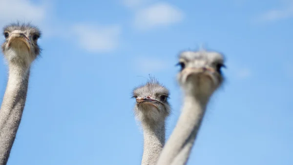 Three ostrich heads