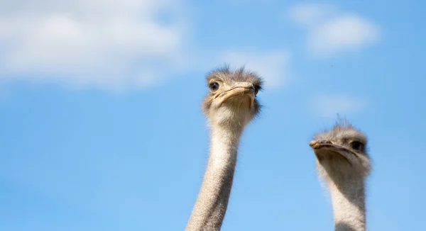 Ângulo largo de duas cabeças de avestruz — Fotografia de Stock