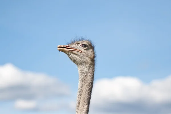 Cabeza de avestruz —  Fotos de Stock