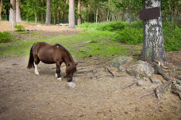 Pony en el campo —  Fotos de Stock