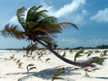 Karayipler plajı manzarası.