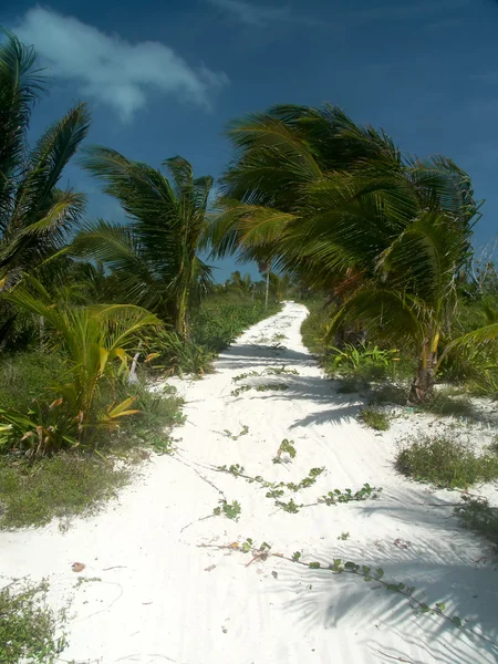 Una vista de la playa del Caribe . — Foto de Stock