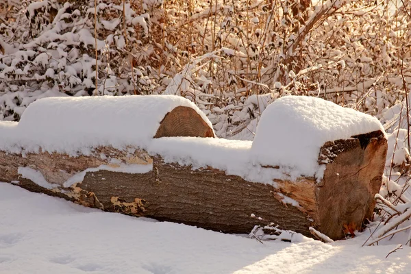 Parque cubierto de nieve a primera hora de la mañana . —  Fotos de Stock
